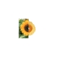 OLI&CAROL Hračka Sun The Sunflower